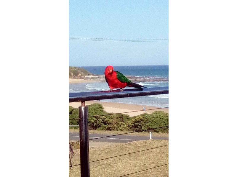 4 Motts Lane, Apollo Bay VIC 3233