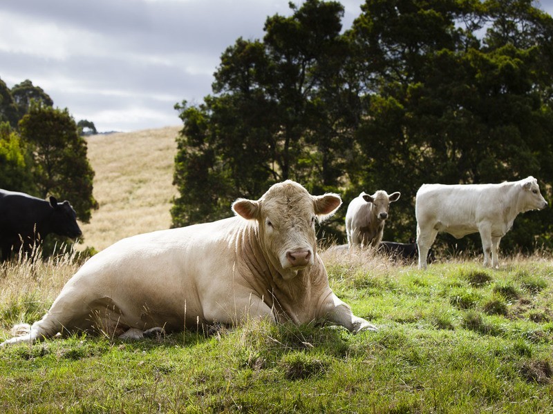 385 Aire Settlement Road, Johanna VIC 3238