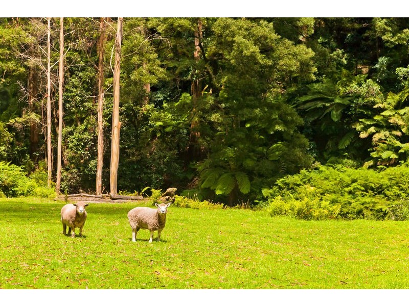 1135 Barham River Road, Apollo Bay VIC 3233