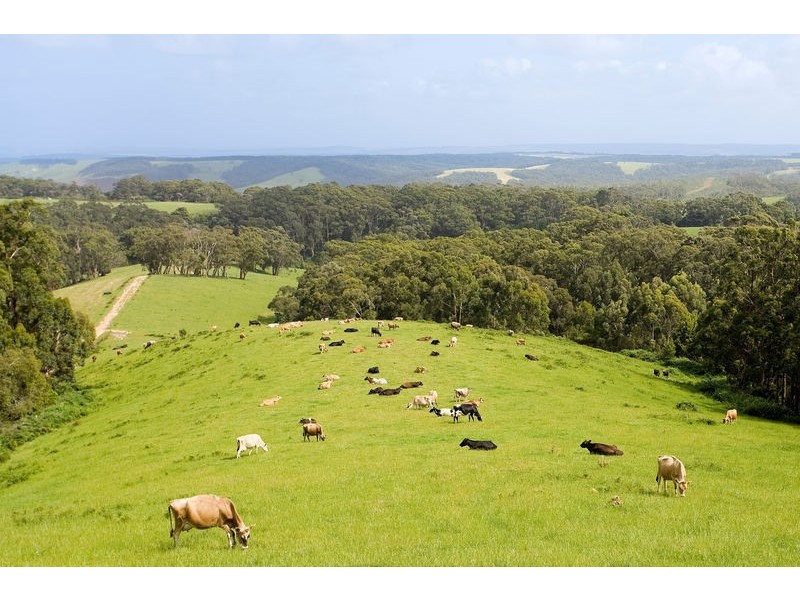50 Parkers Access Road, Apollo Bay VIC 3233
