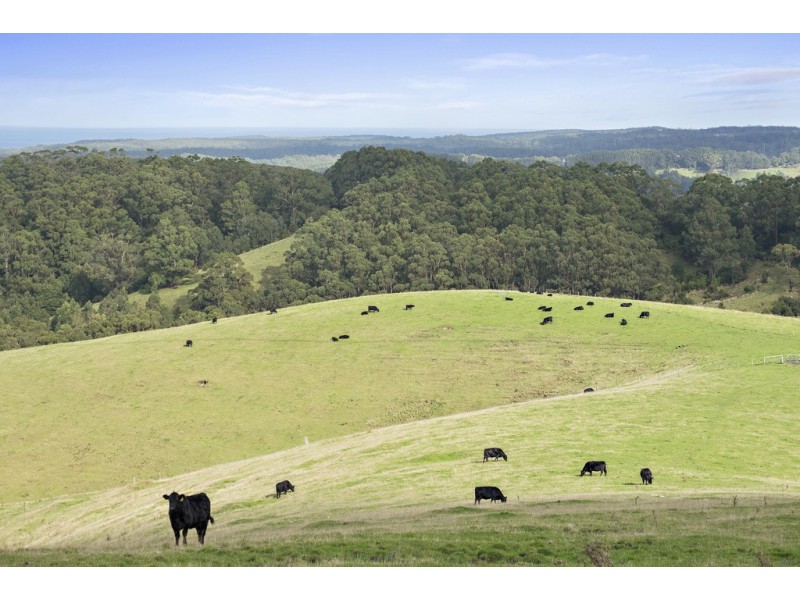 415 Tuxion Road, Apollo Bay VIC 3233
