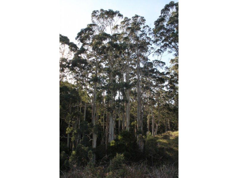 415 Tuxion Road, Apollo Bay VIC 3233