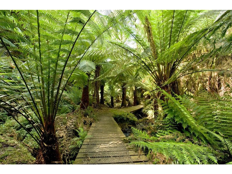 935 Barham River Road, Apollo Bay VIC 3233