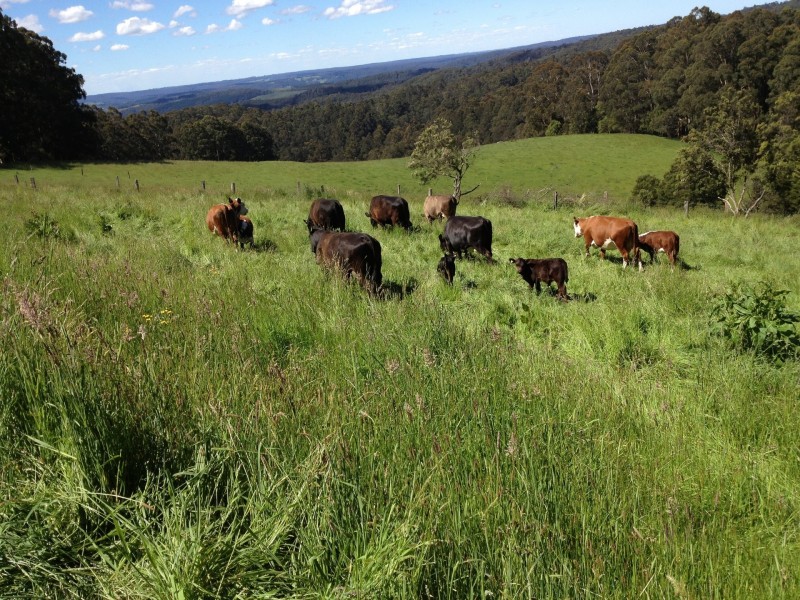 3480 Colac Lavers Hill Road, Ferguson VIC 3237