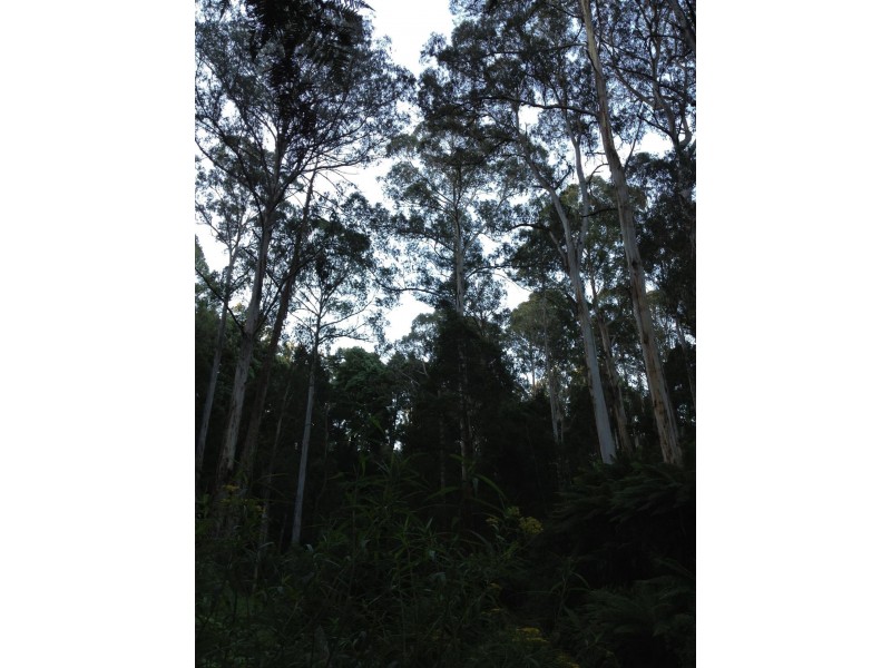 3480 Colac Lavers Hill Road, Ferguson VIC 3237