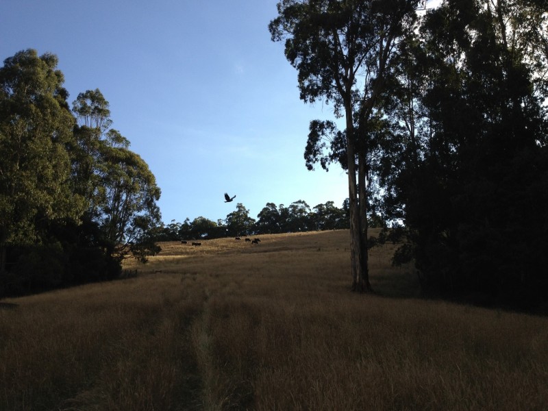 3480 Colac Lavers Hill Road, Ferguson VIC 3237