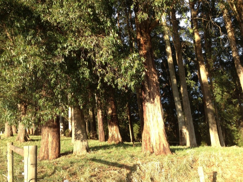 3480 Colac Lavers Hill Road, Ferguson VIC 3237