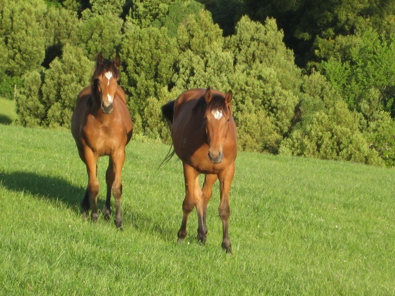 45 Hornes Road, Yuulong VIC 3237