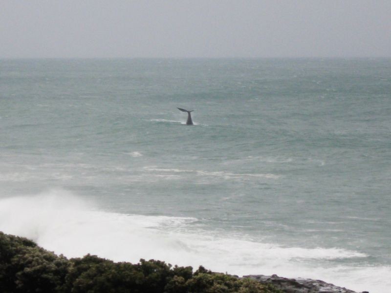 27 Great Ocean Road, Skenes Creek VIC 3233