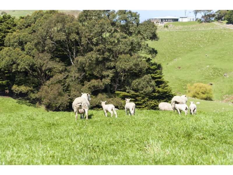 Lot 1/200 Busty Road, Apollo Bay VIC 3233