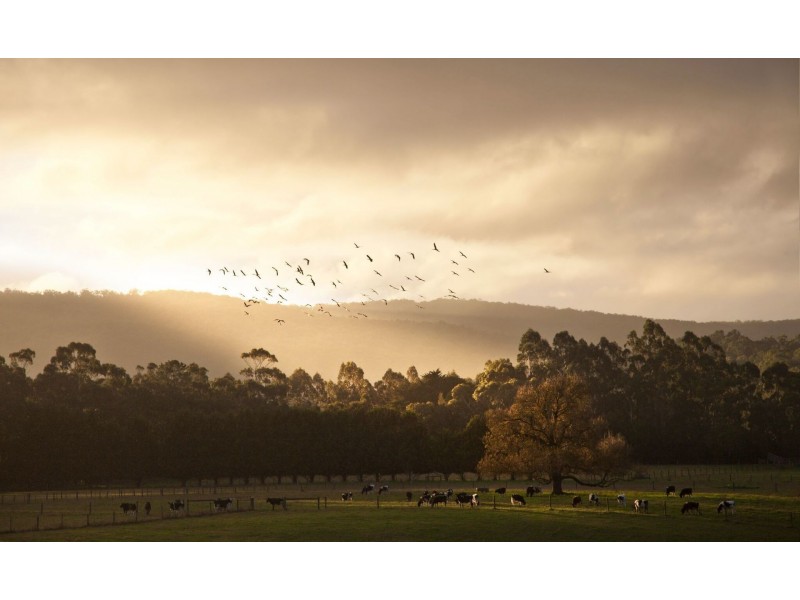 9 Smiths Lane, Gellibrand VIC 3239