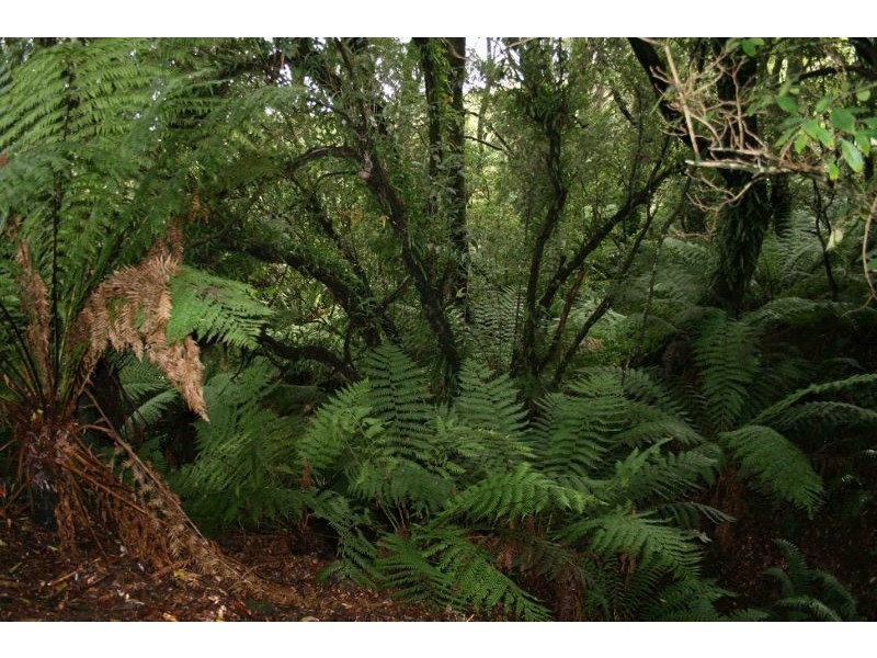 Lot 9 Dehnerts Track, Beech Forest VIC 3237