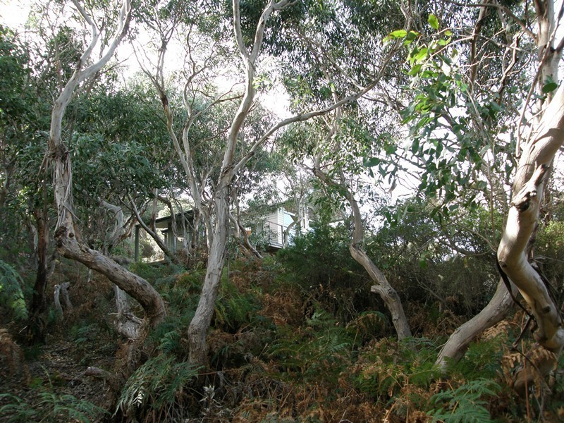 119 Knowledge Track (Yuulong), Apollo Bay VIC 3233