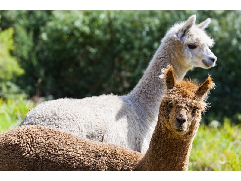 35 Alice Court, Apollo Bay VIC 3233