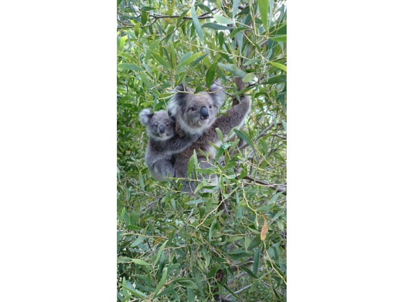 35 Alice Court, Apollo Bay VIC 3233