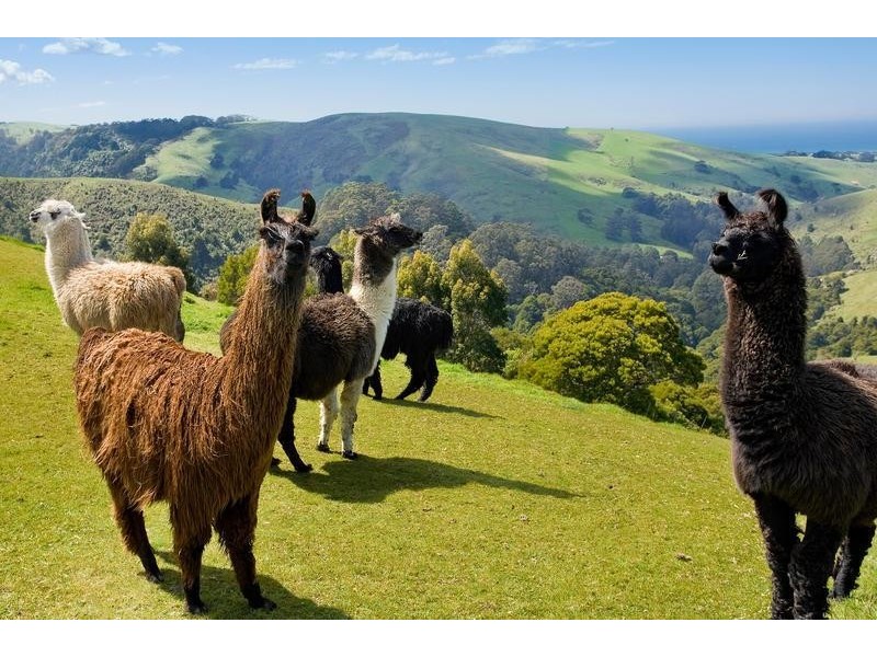 355 Killala Road, Apollo Bay VIC 3233
