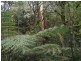 1060 Barham River Road, Apollo Bay VIC 3233