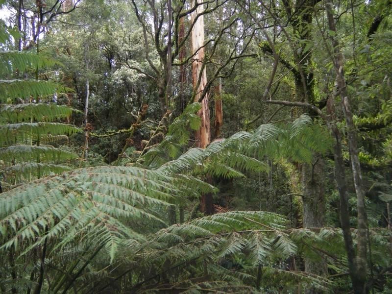 1060 Barham River Road, Apollo Bay VIC 3233
