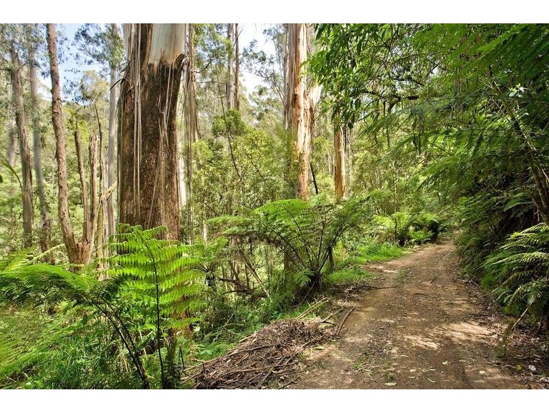 935 Barham River Road, Apollo Bay VIC 3233