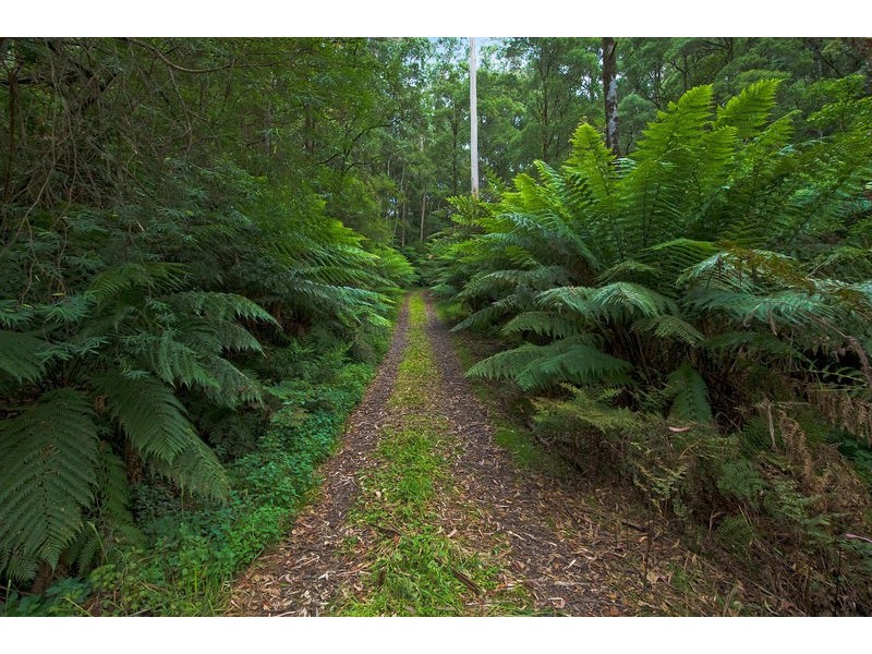 1060 Barham River Road, Apollo Bay VIC 3233