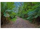 1060 Barham River Road, Apollo Bay VIC 3233