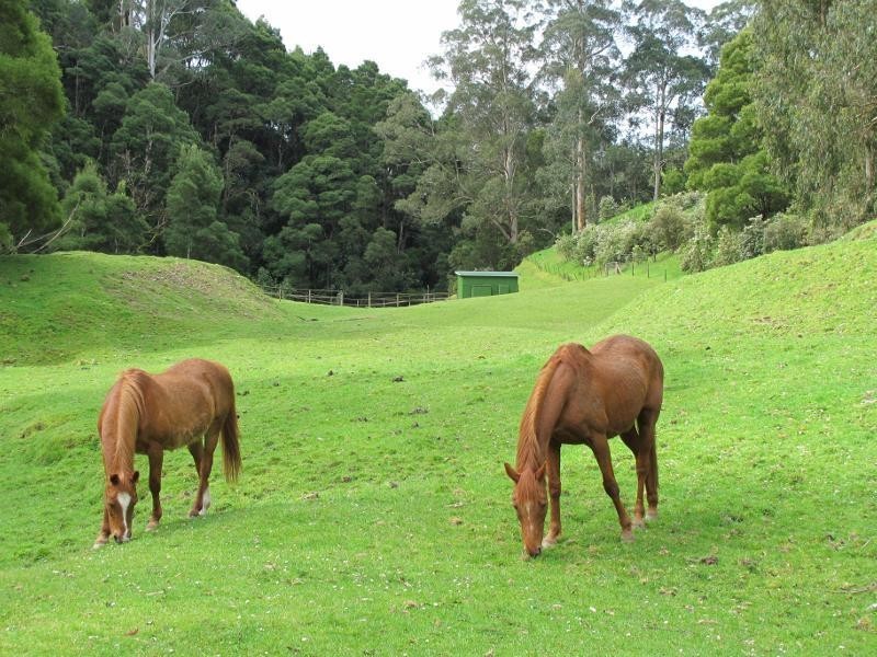 485  Wild Dog Road, Apollo Bay VIC 3233