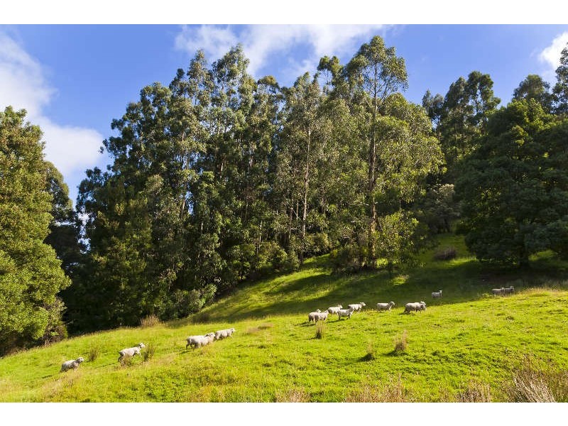 485 Wild Dog Road, Apollo Bay VIC 3233