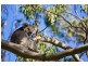 Lot 1 Otway Park (Cape Otway), Apollo Bay VIC 3233