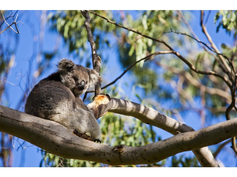Lot 1 Otway Park (Cape Otway), Apollo Bay VIC 3233