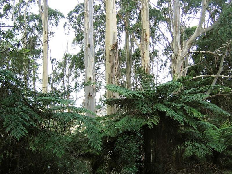 80 Old Hordernvale Access Road, Apollo Bay VIC 3233