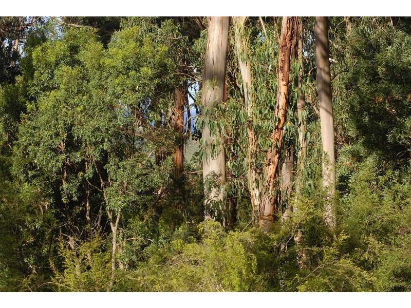 80 Old Hordernvale Access Road, Apollo Bay VIC 3233