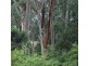 80 Old Hordernvale Access Road, Apollo Bay VIC 3233