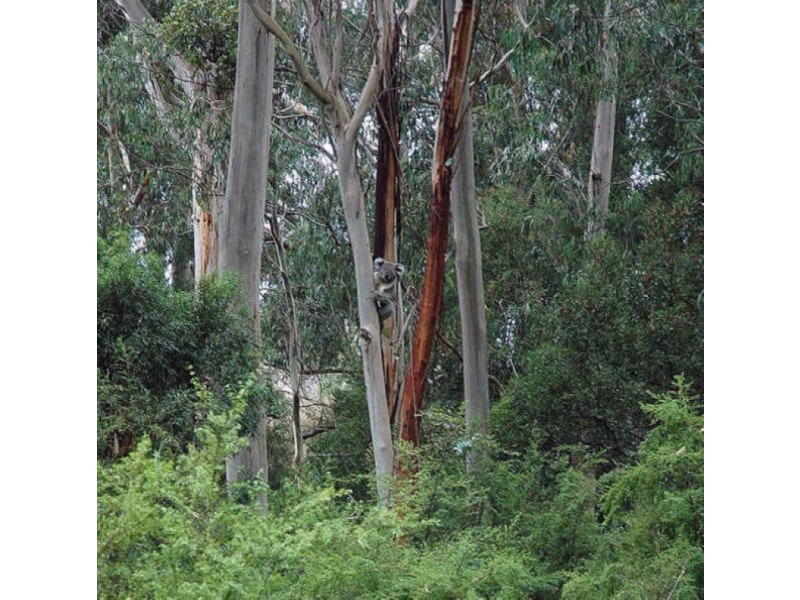 80 Old Hordernvale Access Road, Apollo Bay VIC 3233