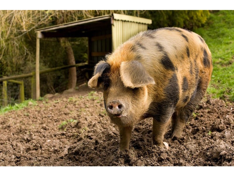 415  Sunnyside Road, Apollo Bay VIC 3233