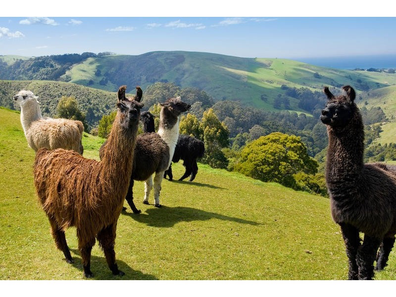 355  Killala Road, Apollo Bay VIC 3233