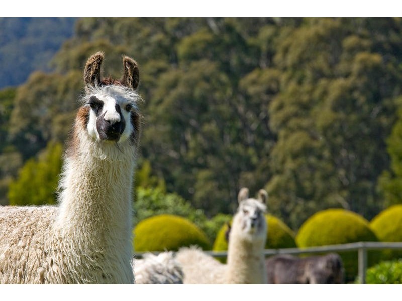 355  Killala Road, Apollo Bay VIC 3233