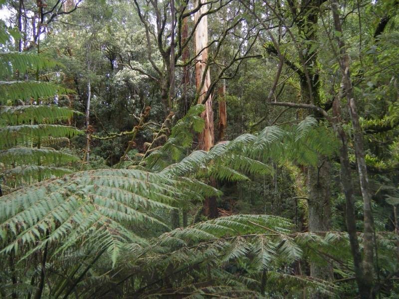 1060 Barham River Road, Apollo Bay VIC 3233