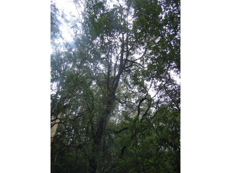 1060 Barham River Road, Apollo Bay VIC 3233