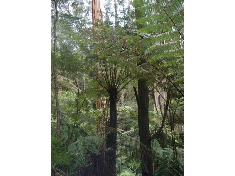 1060 Barham River Road, Apollo Bay VIC 3233