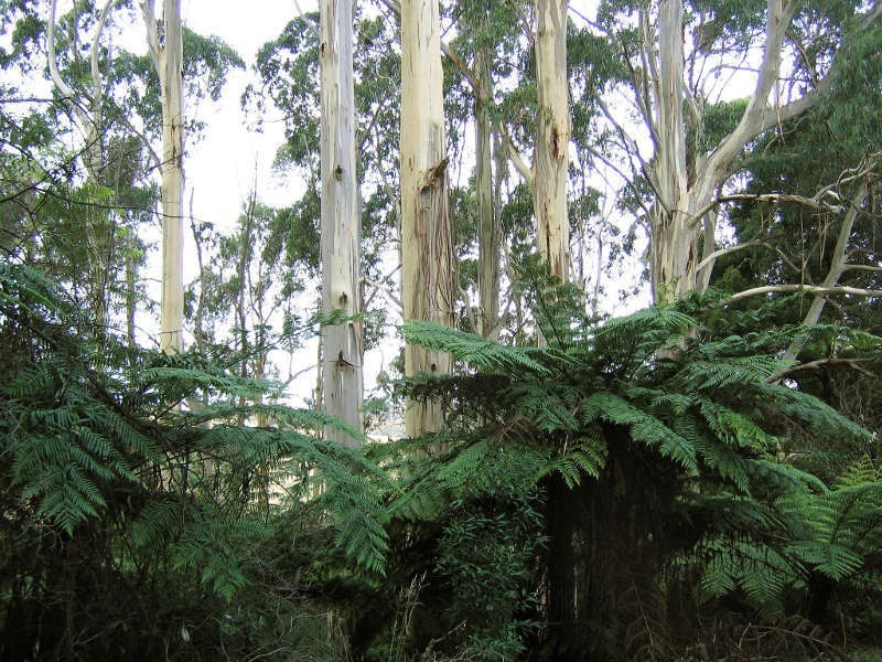 80 Old Hordernvale Access Road, Apollo Bay VIC 3233