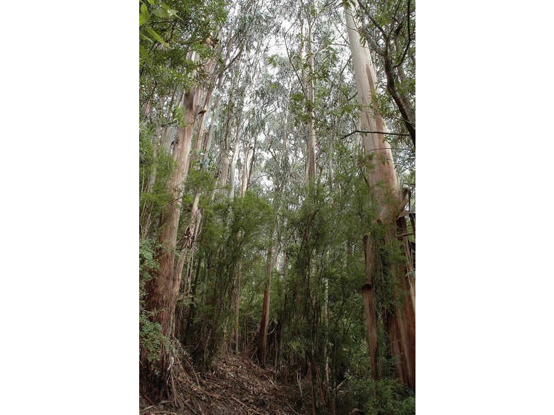 80 Old Hordernvale Access Road, Apollo Bay VIC 3233