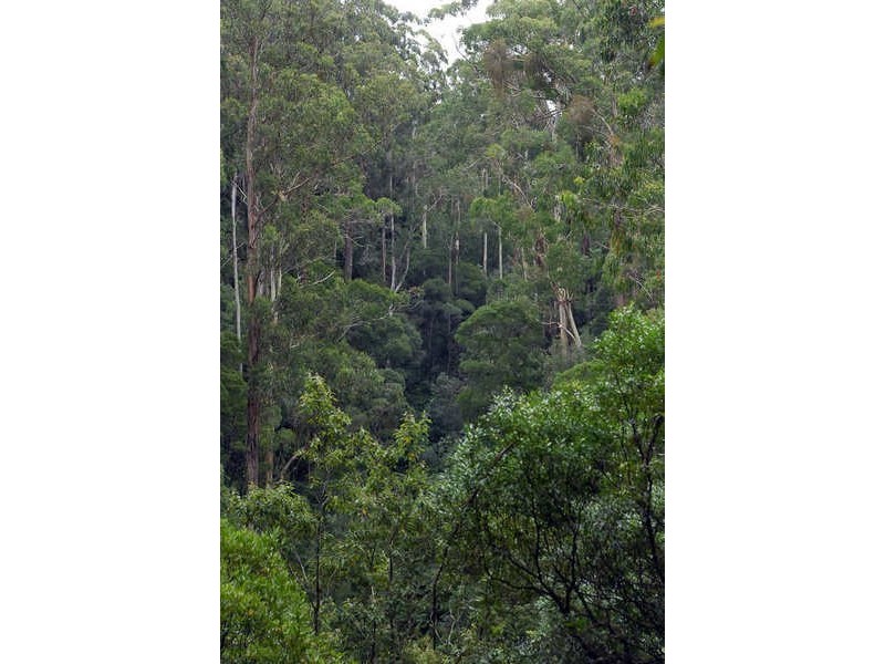 80 Old Hordernvale Access Road, Apollo Bay VIC 3233