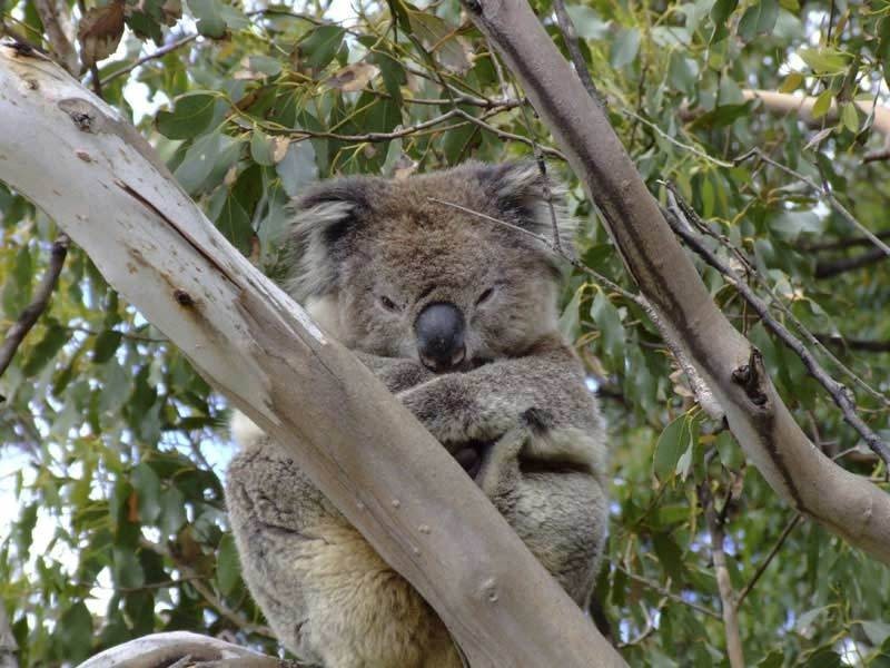 4/615 Hordern Vale Road, Cape Otway VIC 3233