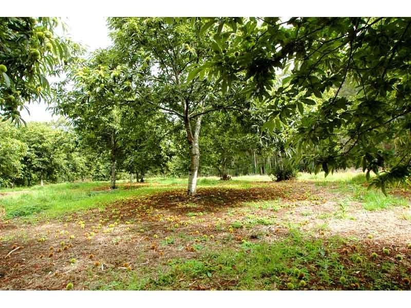 4275 Colac-Lavers Hill Road, Beech Forest VIC 3237