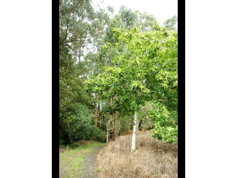 4275 Colac-Lavers Hill Road, Beech Forest VIC 3237