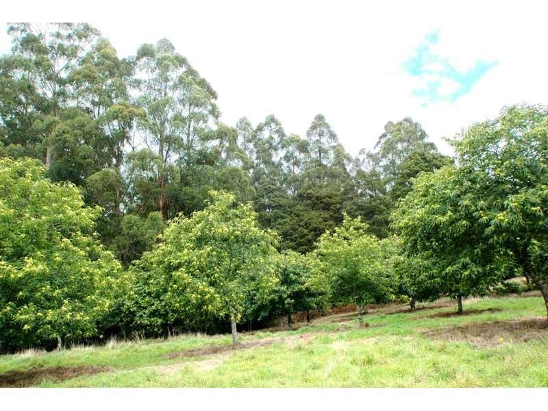 4275 Colac-Lavers Hill Road, Beech Forest VIC 3237