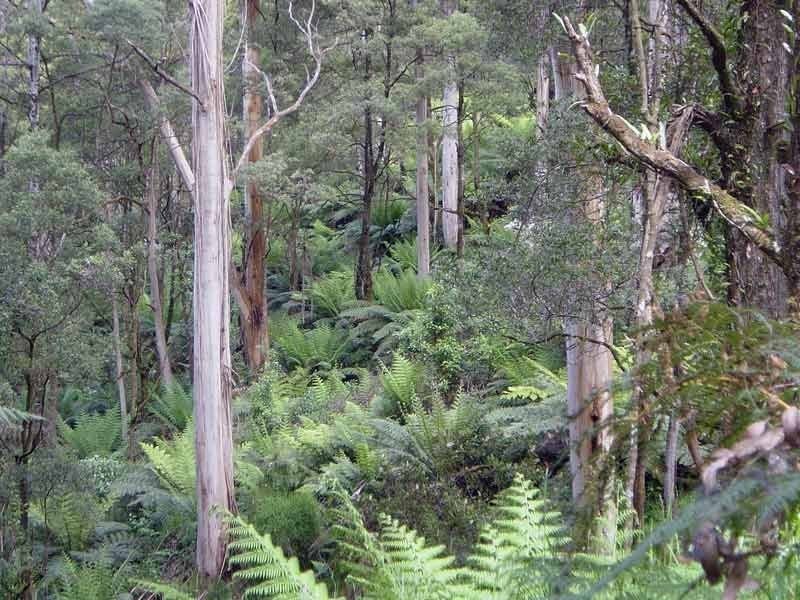 55 Old Coach Road, Yuulong VIC 3237