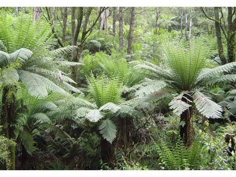 55 Old Coach Road, Yuulong VIC 3237