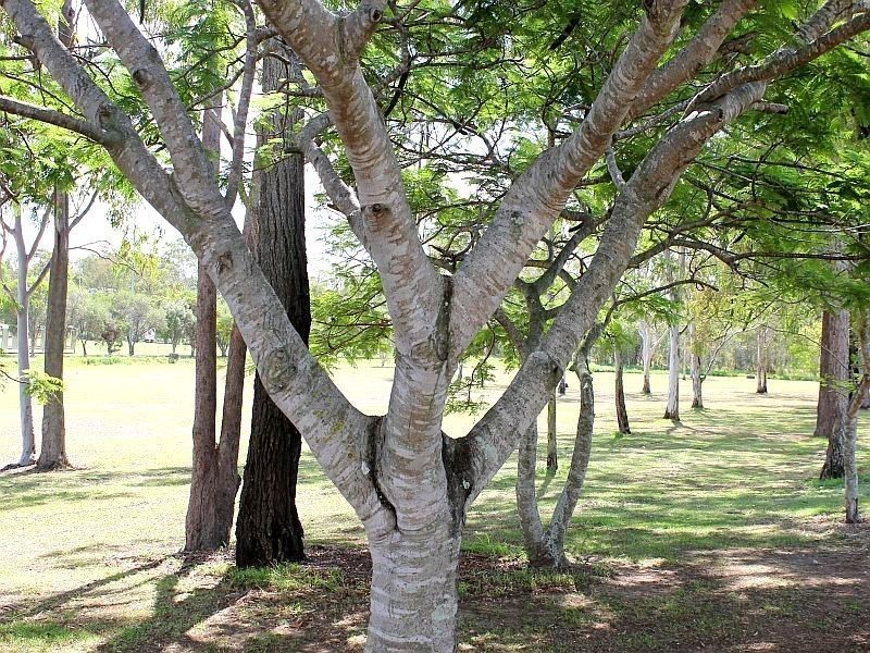 67 Wickham Street, Brighton QLD 4017