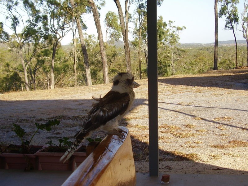 13 Riverview Drive, Calliope QLD 4680